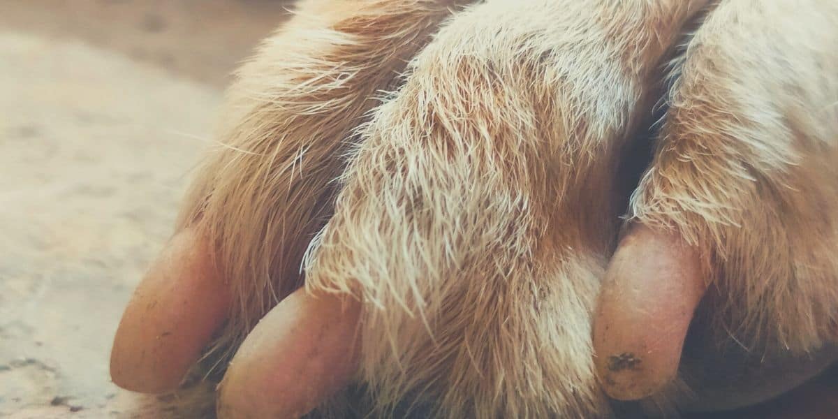 dog nail