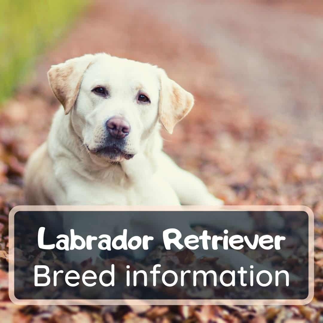 labrador retriever