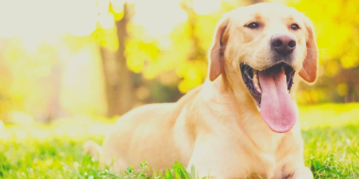 labrador retriever