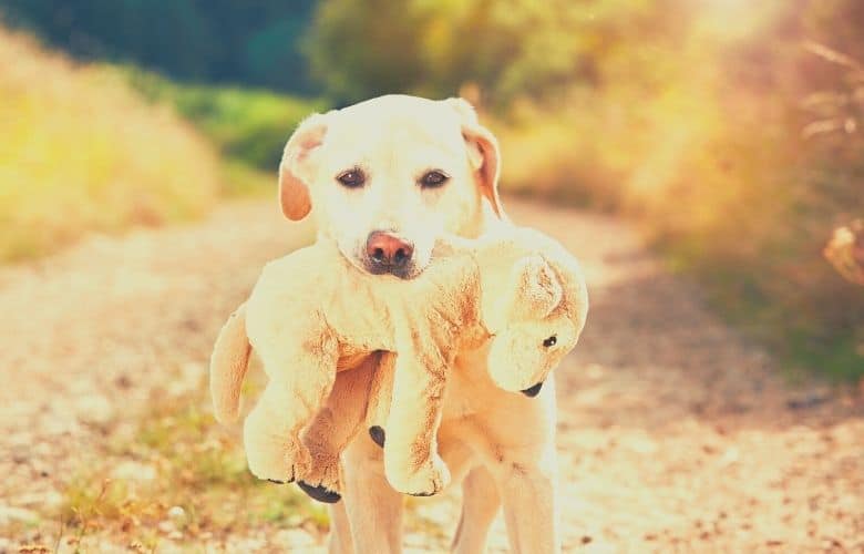 dog with plush
