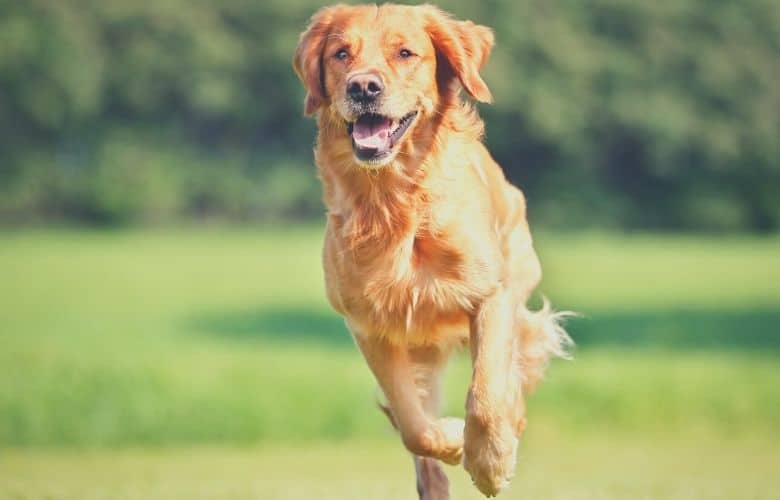 dog runs