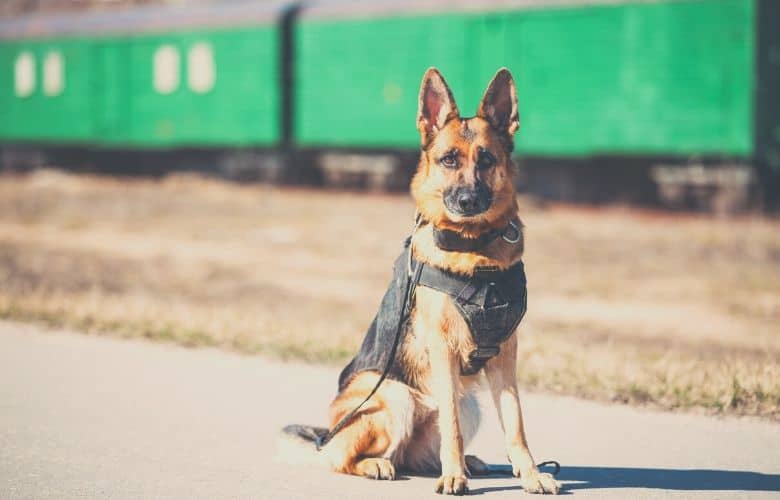 tactical dog harness german sheperd