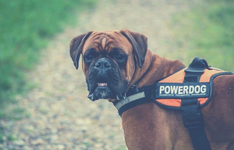 best tactical dog harness