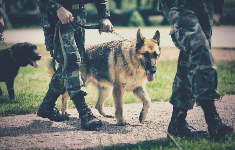 german sheperd