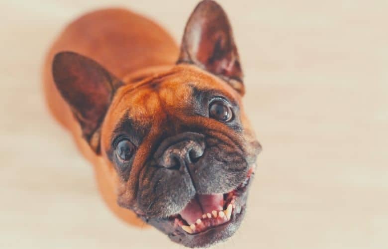 french bulldog