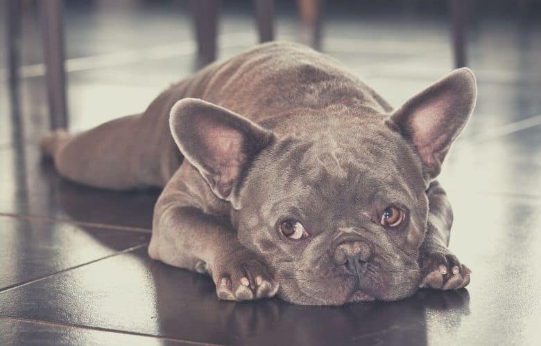french bulldog