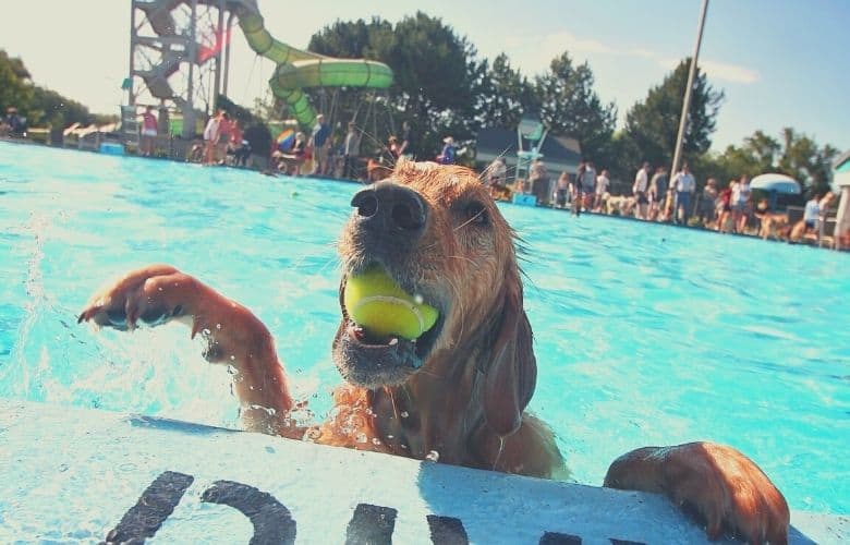 dog climbs out from the pool