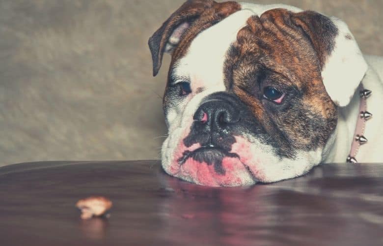 best food for bulldogs