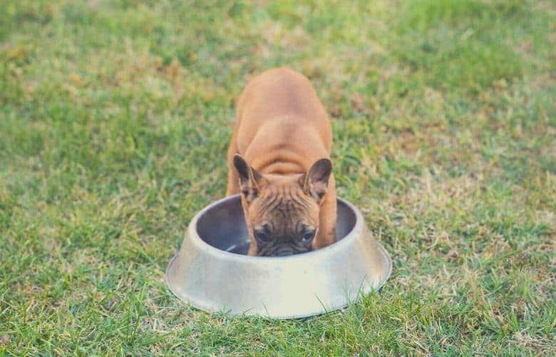 best bulldog food