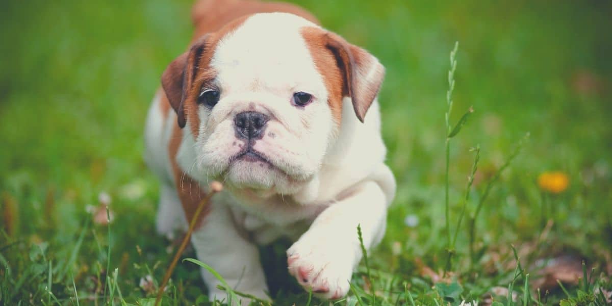 bulldog