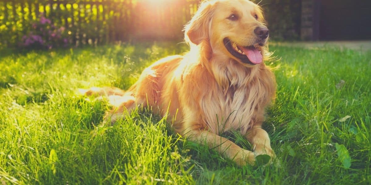 golden retriever