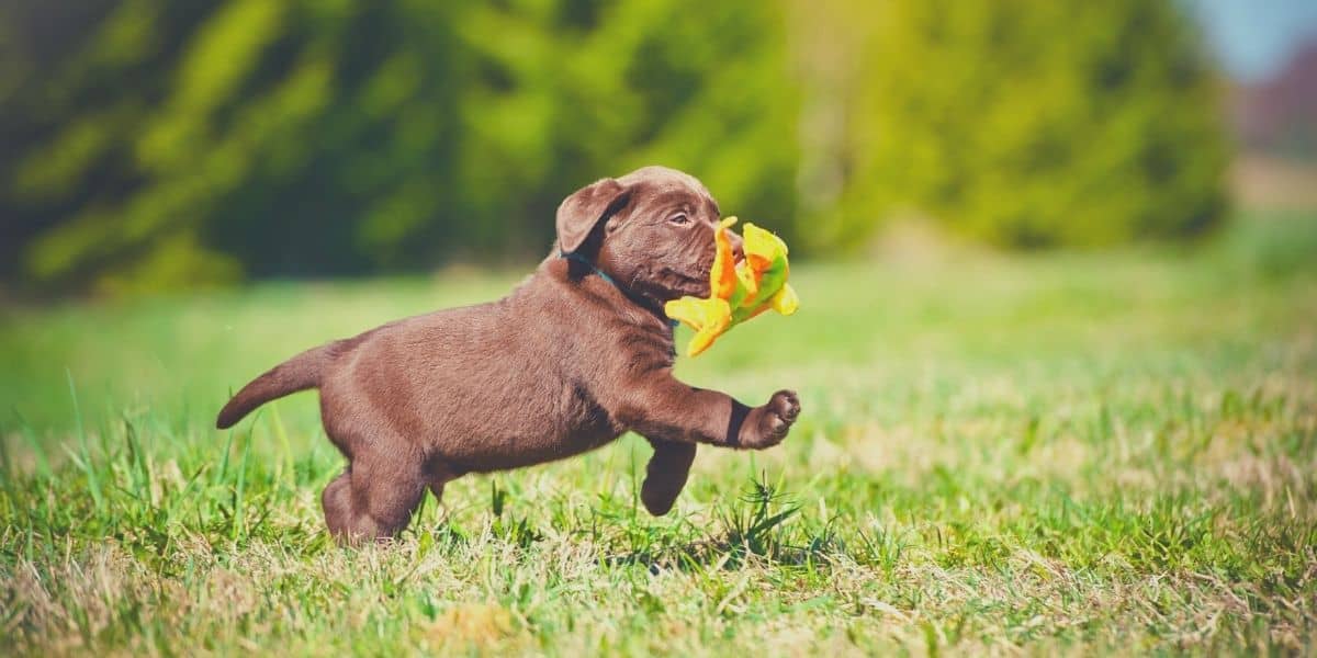 puppy running