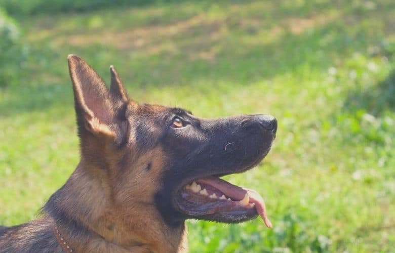 german shepherd