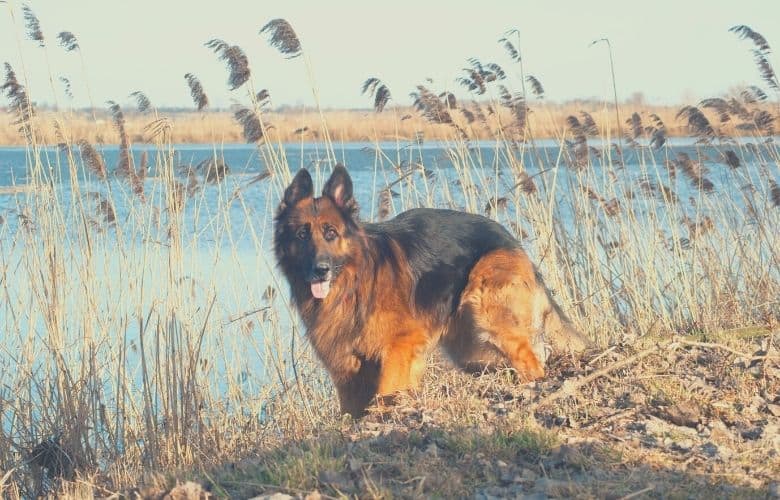long coat german shepherd