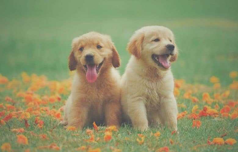 golden retriever