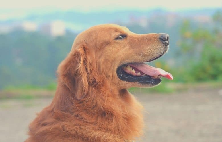 golden retriever