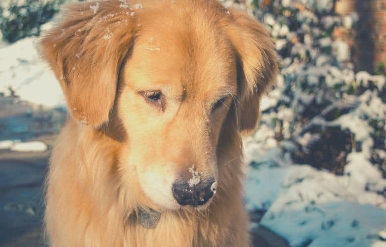 golden retriever