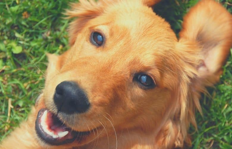 golden retriever