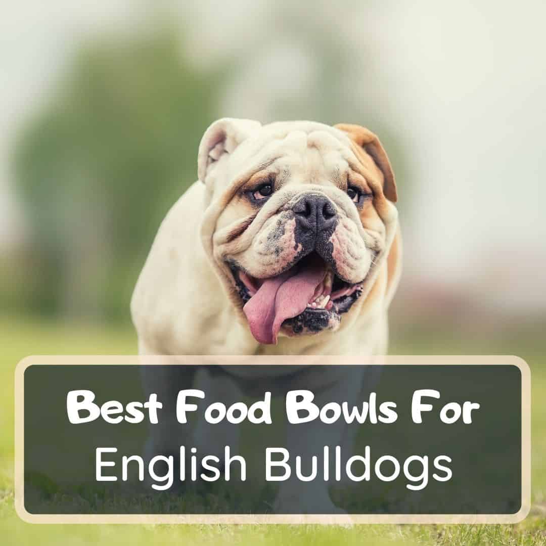 best food bowls for english bulldogs