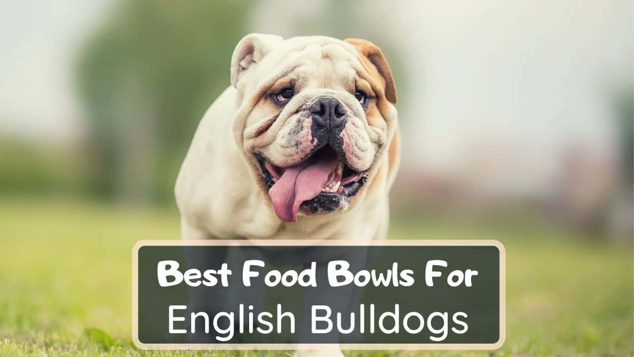33 Best Images English Bulldog Food Bowl Bulldog Dog