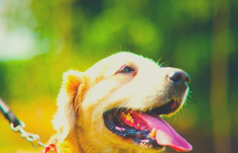 golden retriever