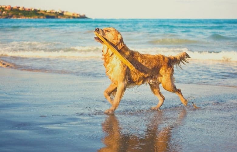 golden retriever