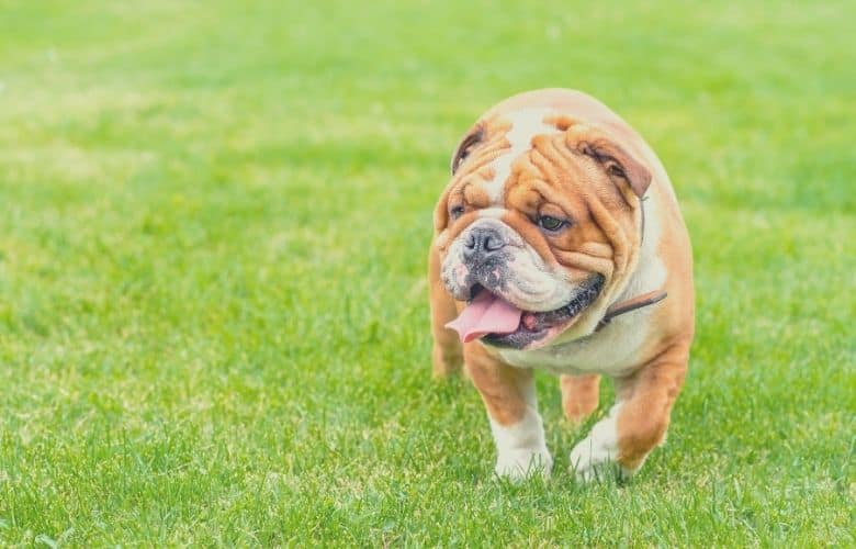 11 Best food bowls for English bulldogs best bowls for