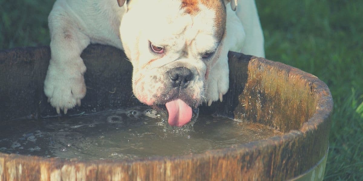 Best Food Bowls for Bulldogs: Ensuring Comfort, Health, and Happy Eating