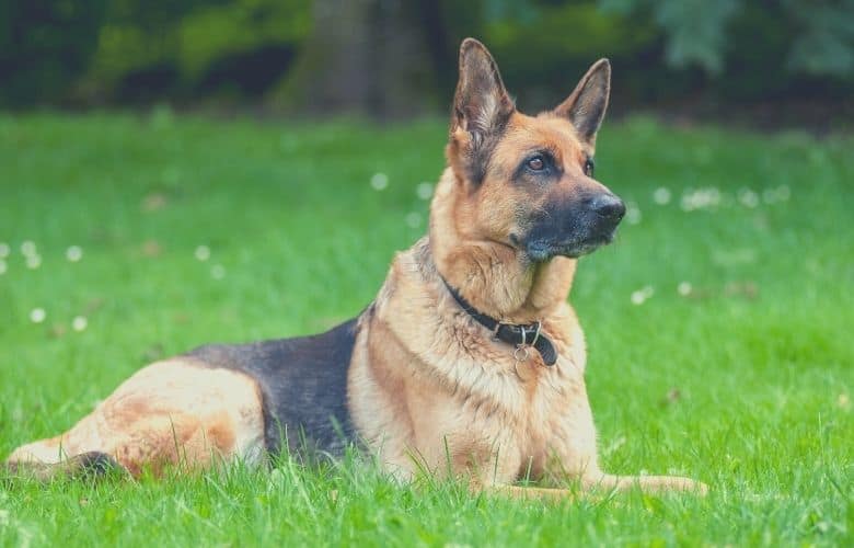 German shepherd