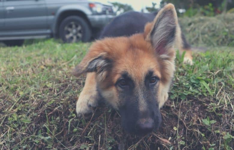 German shepherd harness