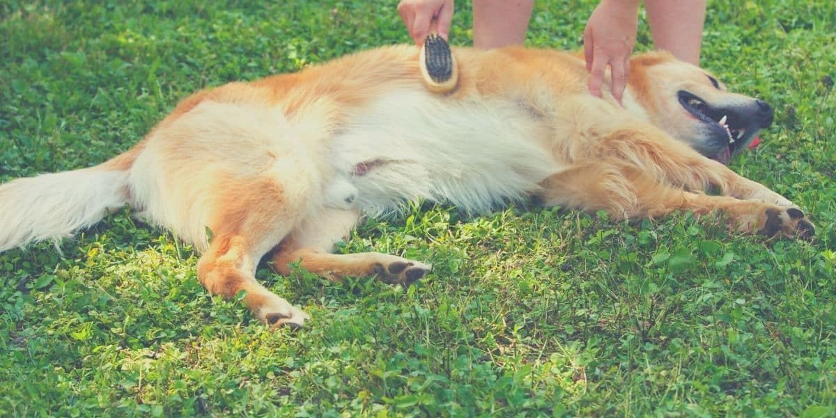 dog brush for golden retriever