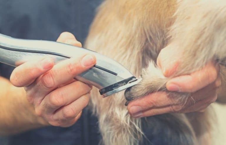 10 Best Dog Clippers for Thick Coat Dog Breeds - DogBreedAdvice.com