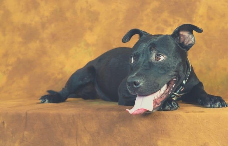 best pitbull brushes