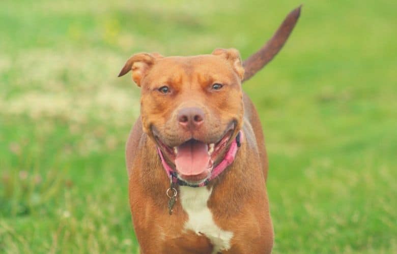 best pitbull brush