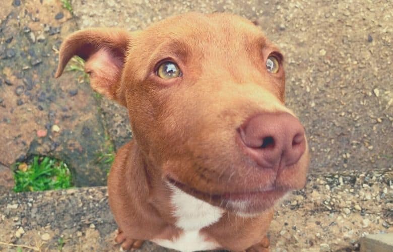 best pitbull brush