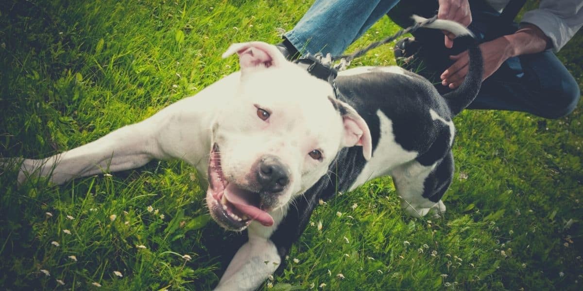 best pitbull brushes