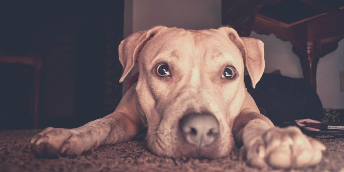 Best Dog Shampoo For Pitbulls