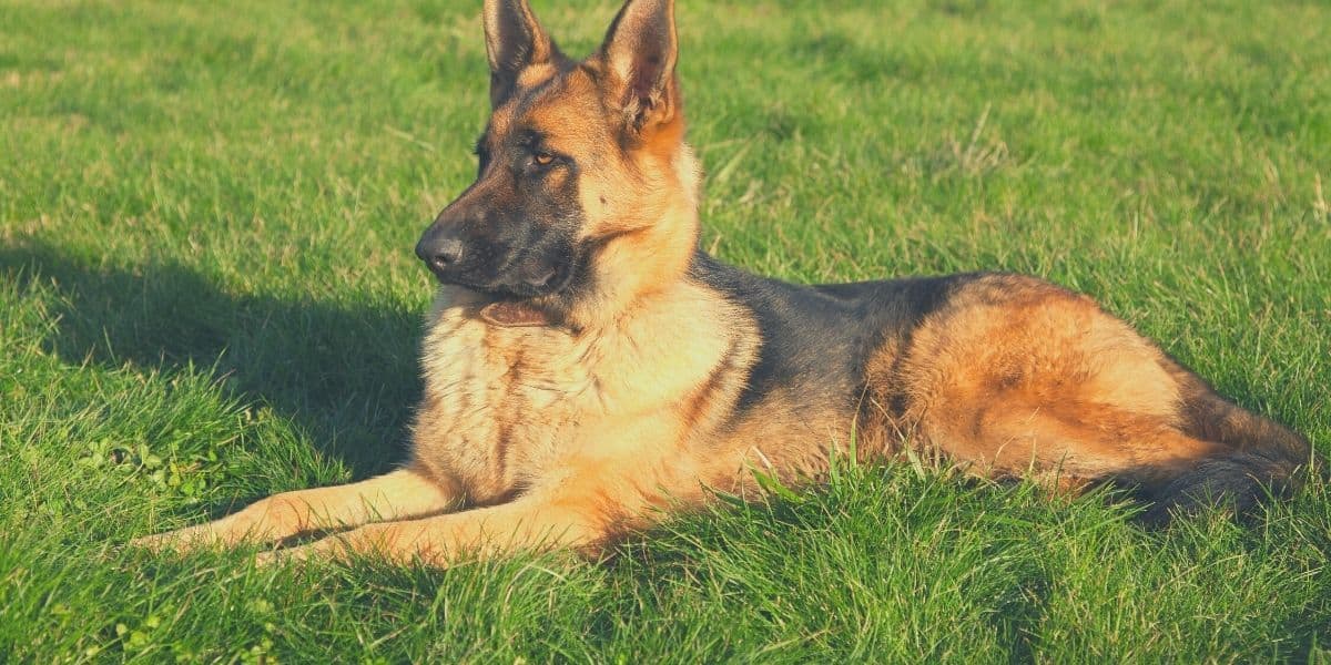 german shepherd