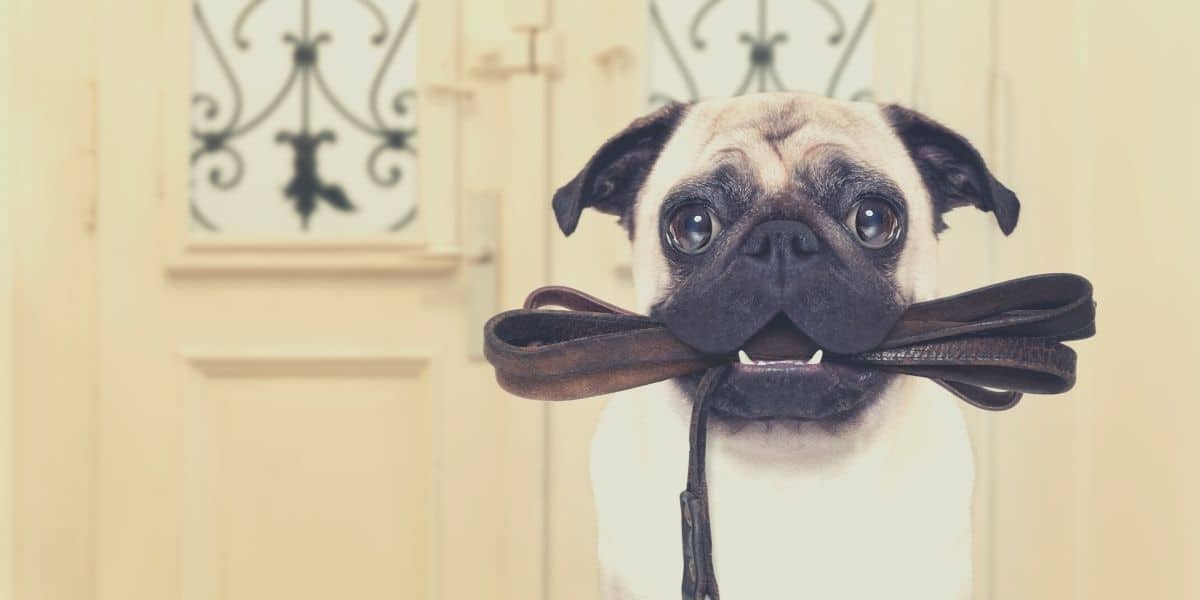 leather dog leash featured image