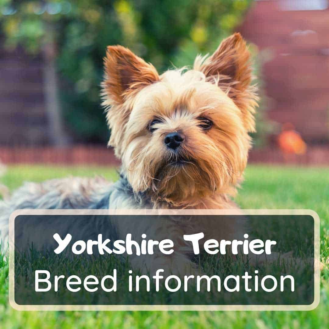 yorkshire terrier