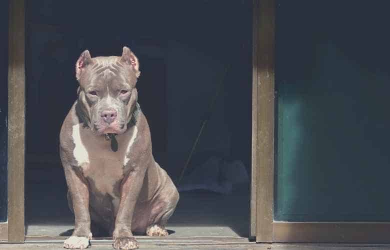 best dog food for pitbulls