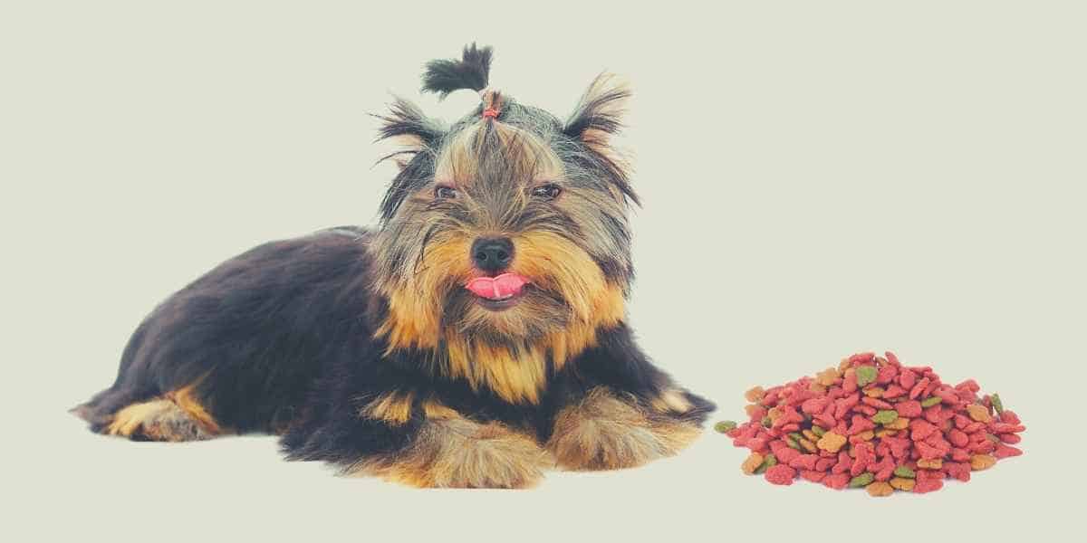 best dog food for yorkies