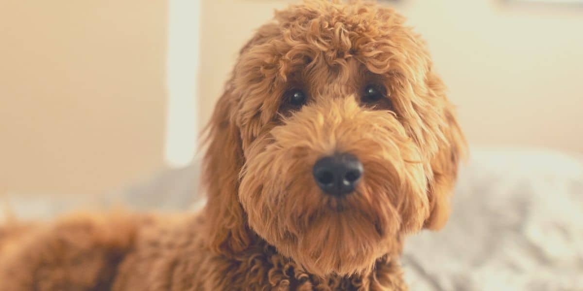 best brush for goldendoodle