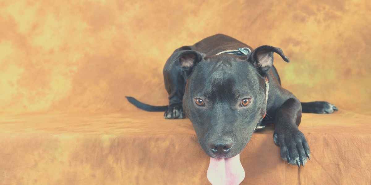 best dog food for pitbulls