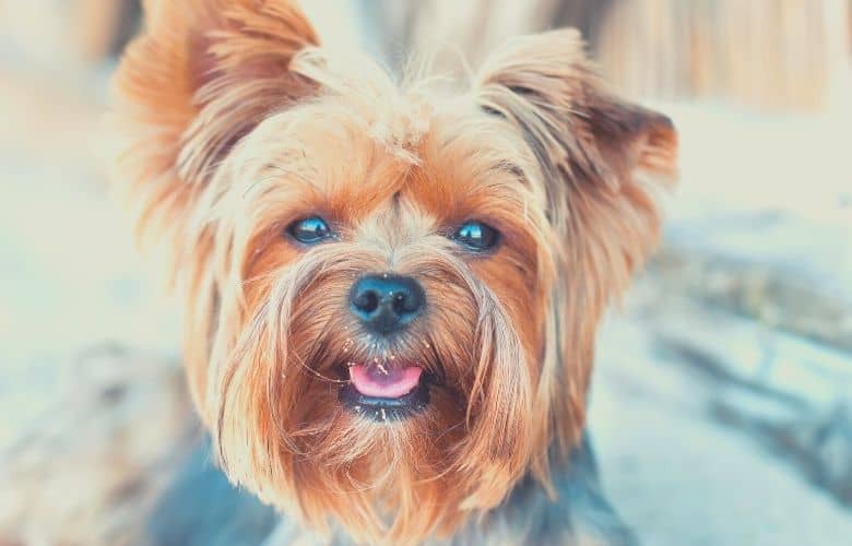 Yorkshire Terrier Dog Breed Information, Personality, Health, Grooming ...