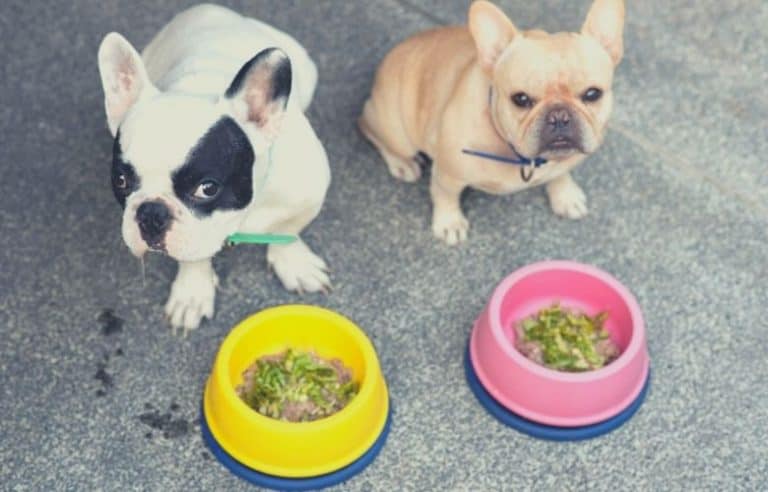 Best dog food for French Bulldogs 2020 10 best foods for your