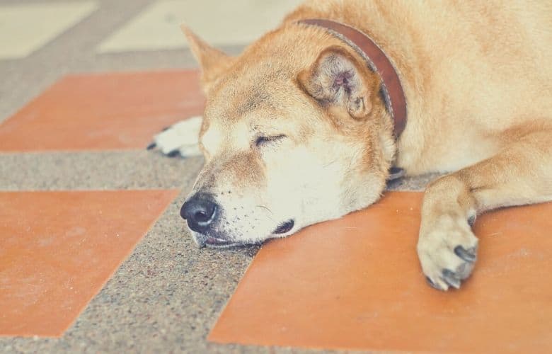 best dog food for acid reflux
