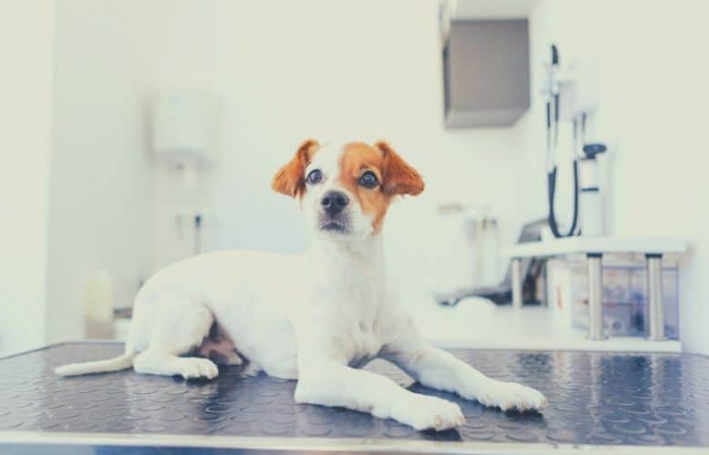 best dog food for liver disease
