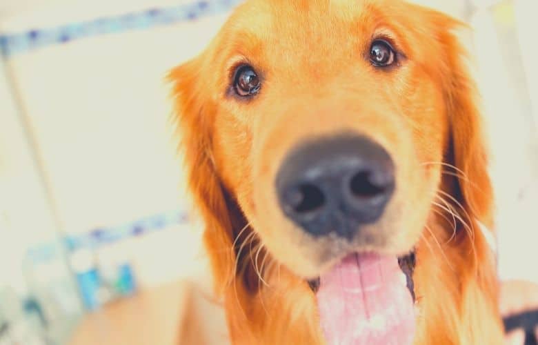 best dog food for liver disease