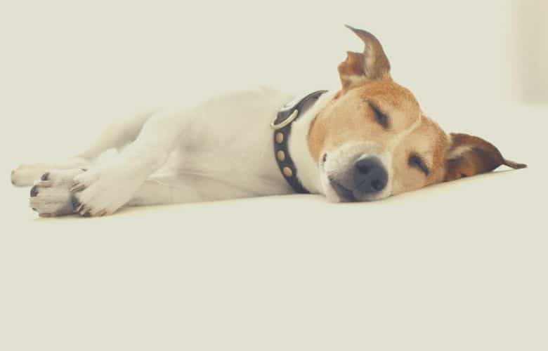best dog food for liver disease 1